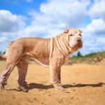 Shar Pei