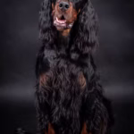 Gordon Setter