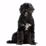 Portugese Waterhond