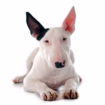 Bull Terrier