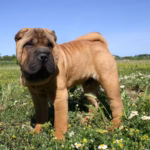 Shar Pei