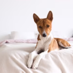 Basenji