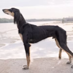 Saluki