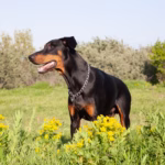 Beauceron