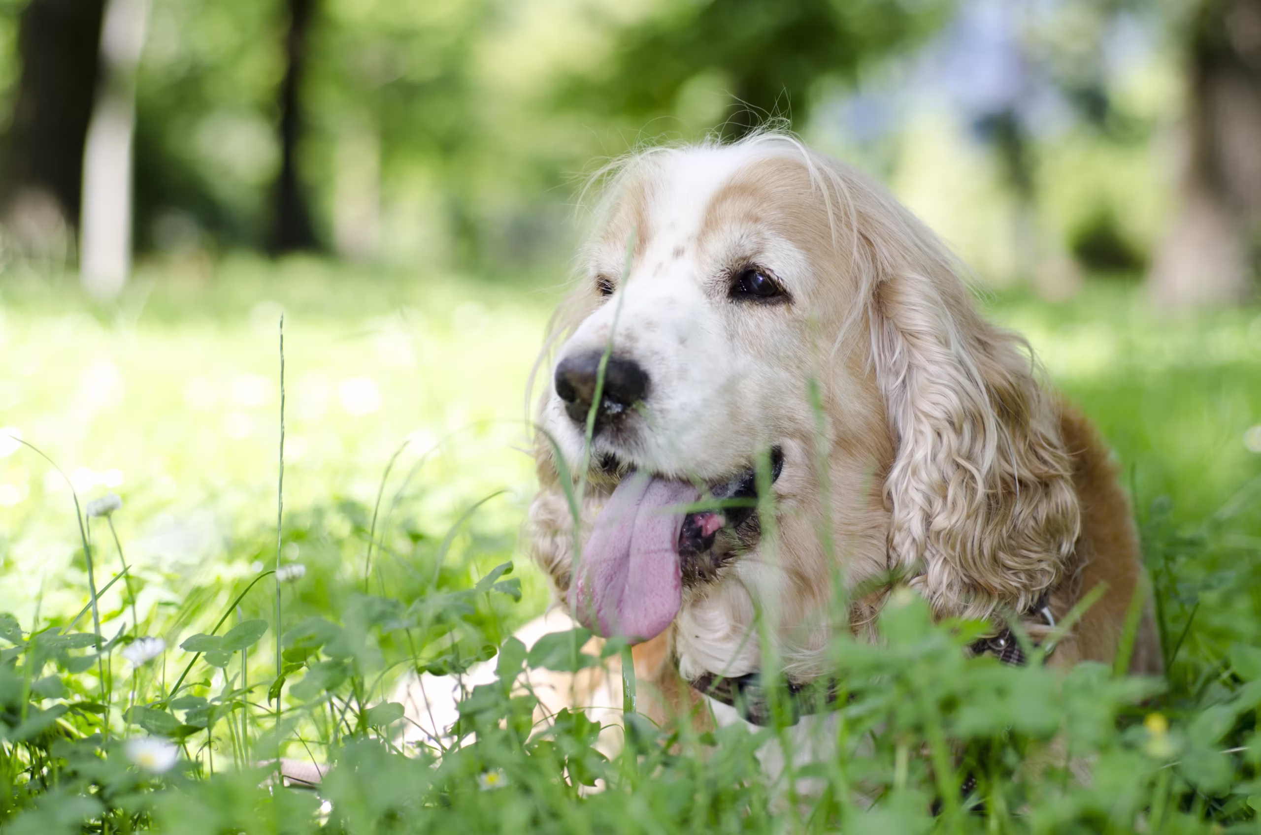 Clumber Spaniel hondenras