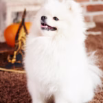 Japanse Spitz