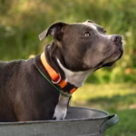 American Staffordshire Terrier