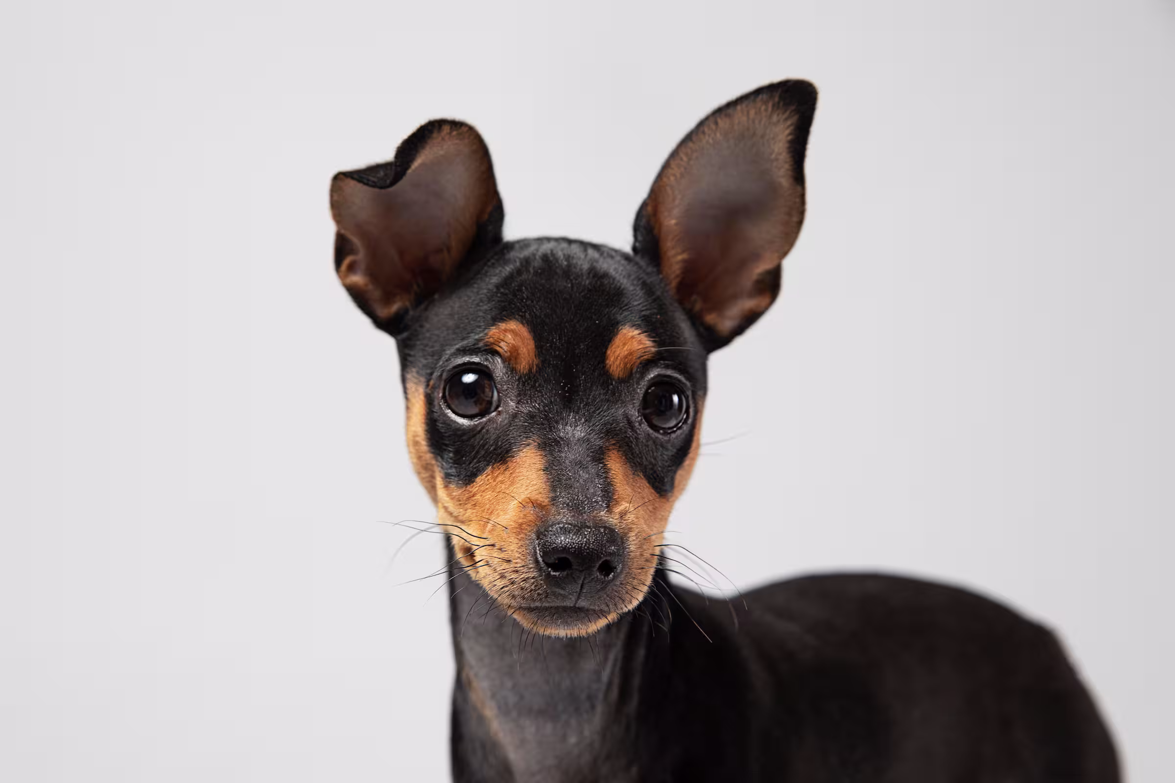 Dwergpinscher hondenras