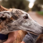 Greyhound
