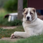 Central Asian Shepherd Dog