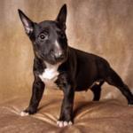 Bull Terrier