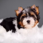 Biewer Terrier