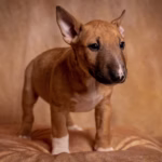 Bull Terrier