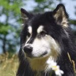 Amerikaanse Akita