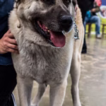 Kangal