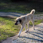 Kangal