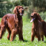 Ierse Setter