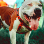 American Staffordshire Terrier hondenras
