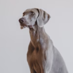 Weimaraner