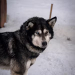 Siberische Husky
