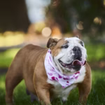 Engelse Bulldog