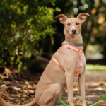 Basenji