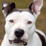 American Staffordshire Terrier