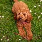 Barbet