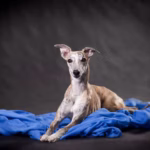 Whippet