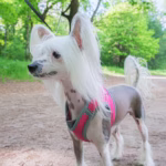 Chinese Naakthond