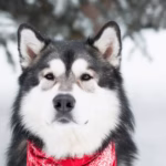 Alaskan Malamute