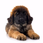 Leonberger