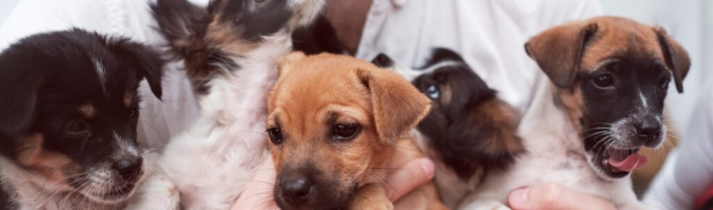 naam kiezen puppy