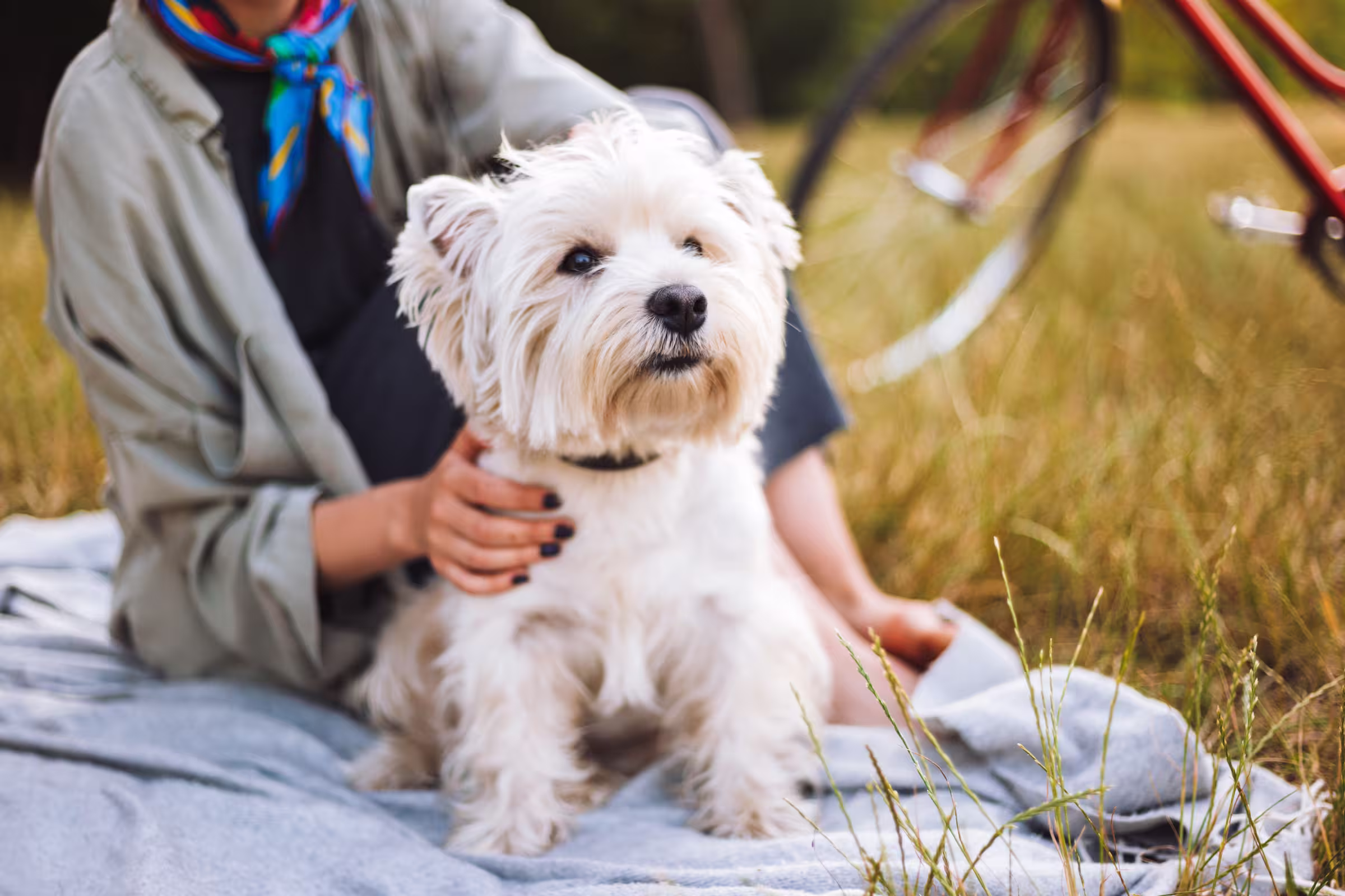 West Highland White Terrier hondenras