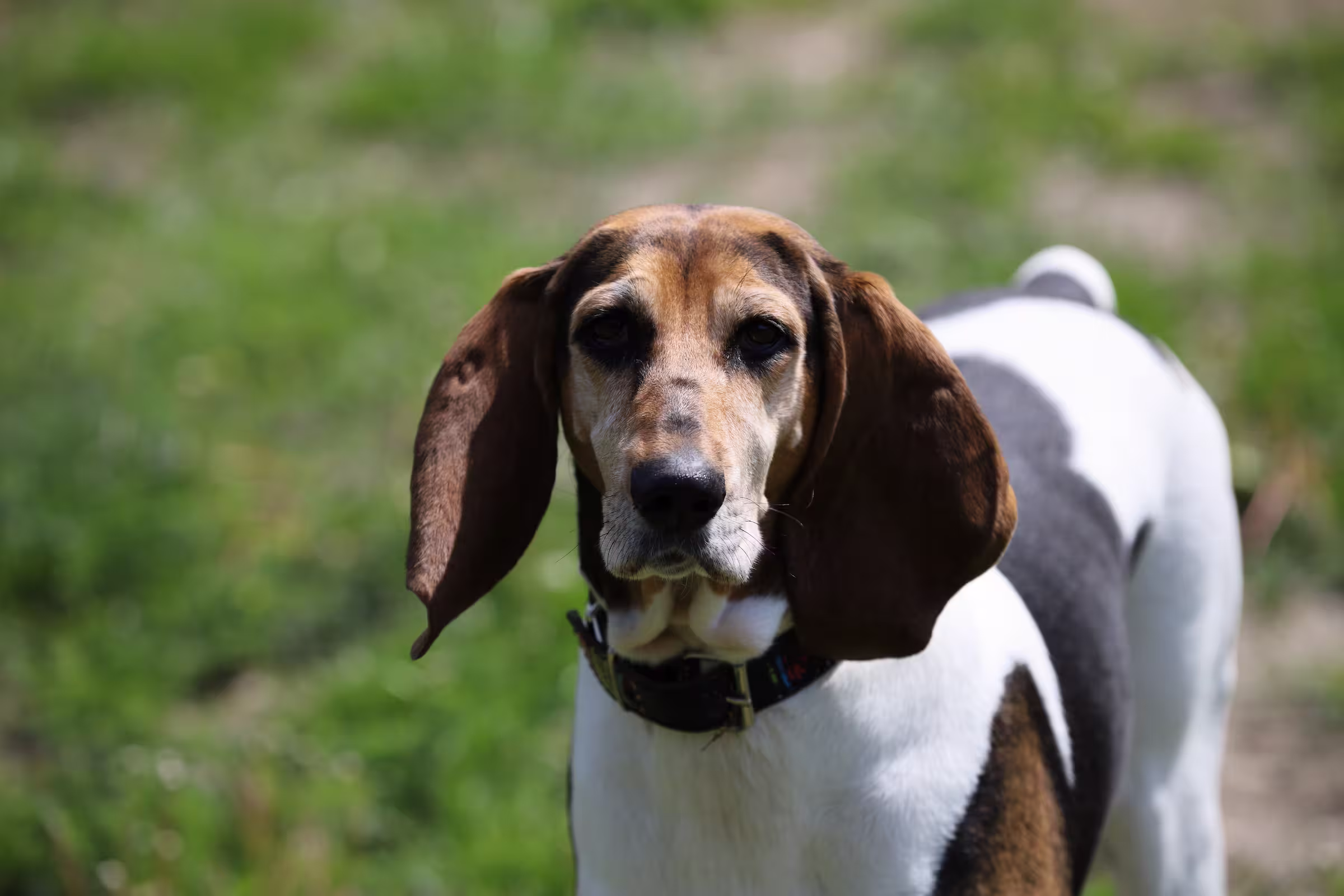 American Foxhound hondenras