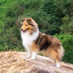 Shetland Sheepdog