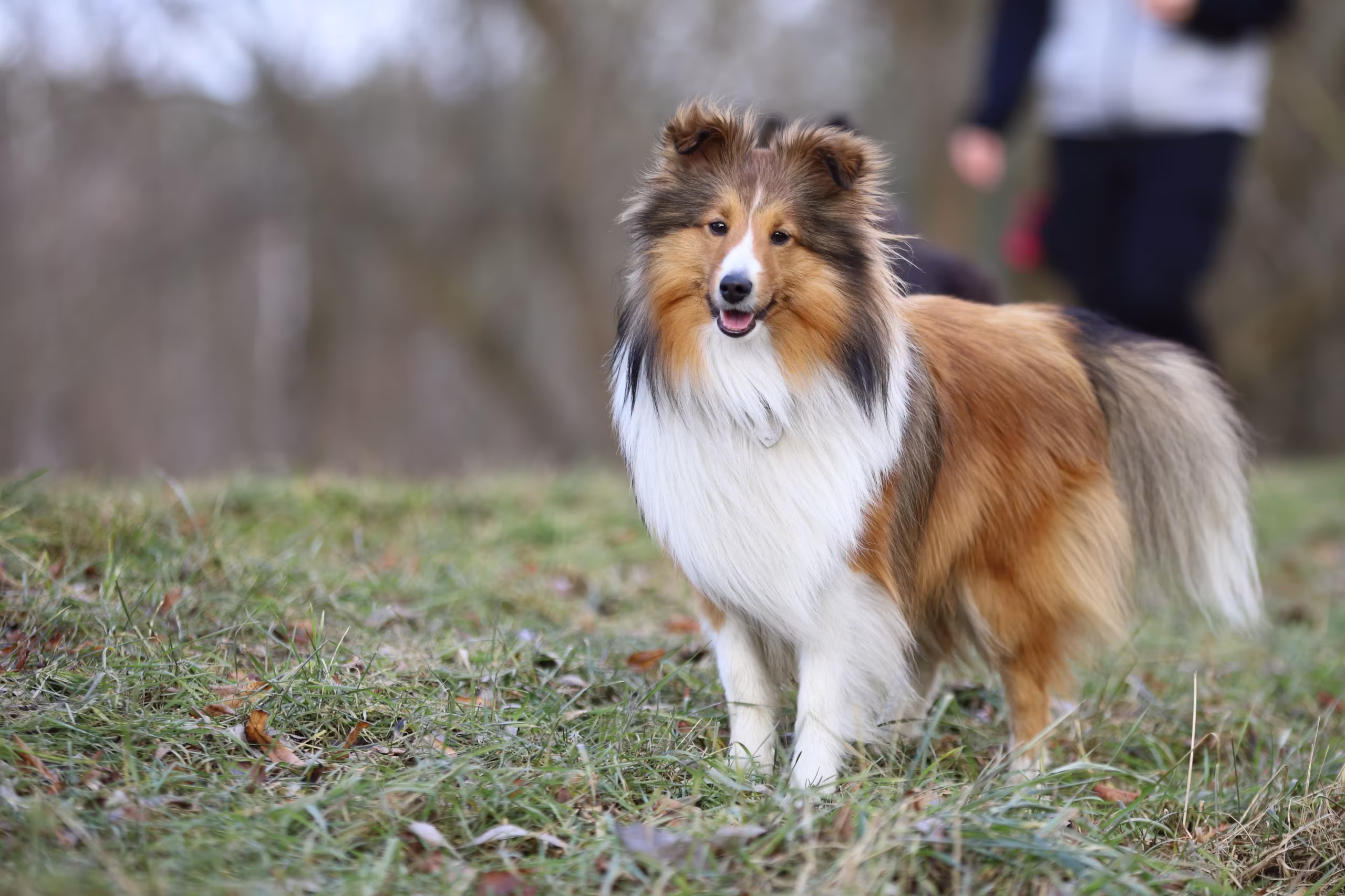 Shetland Sheepdog hondenras