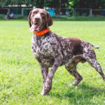 Pointer