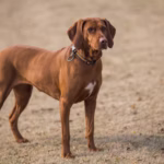 Pointer