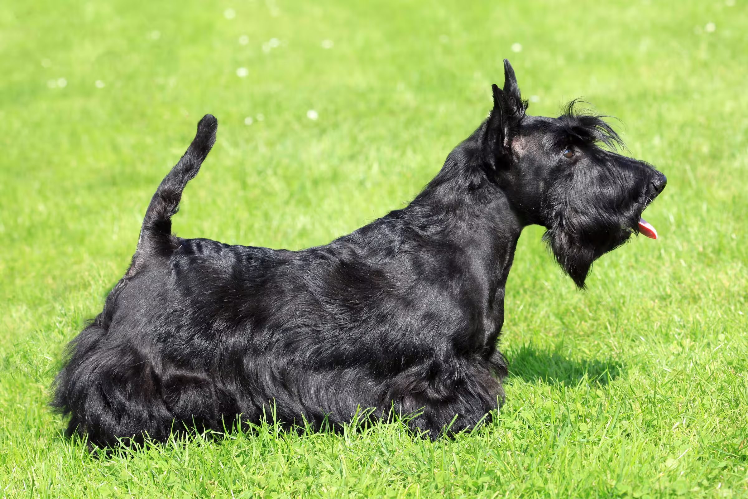 Schotse Terrier hondenras