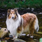 Shetland Sheepdog