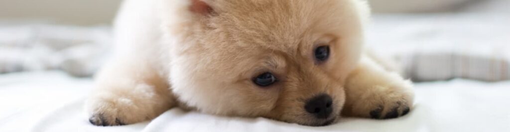 puppy proof omgeving