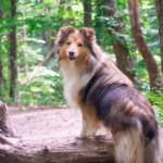Shetland Sheepdog
