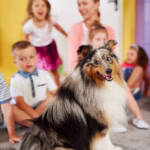 Shetland Sheepdog