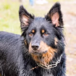 Franse Herdershond (Beauceron/Briard)