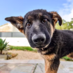 Franse Herdershond (Beauceron/Briard)