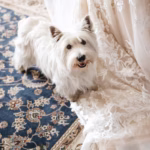 Coton de Tuléar