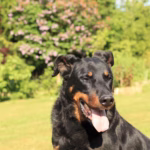 Franse Herdershond (Beauceron/Briard)
