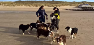 Australian Shepherd Breeder Dolci Angeli